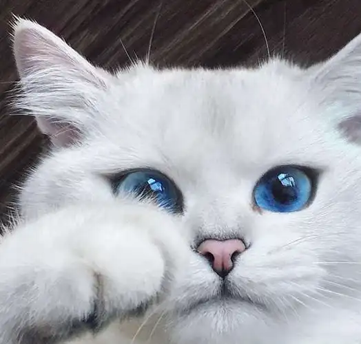 眼里装了海洋……蓝眼睛猫咪长相超梦幻阳光一照下去萌力四射!