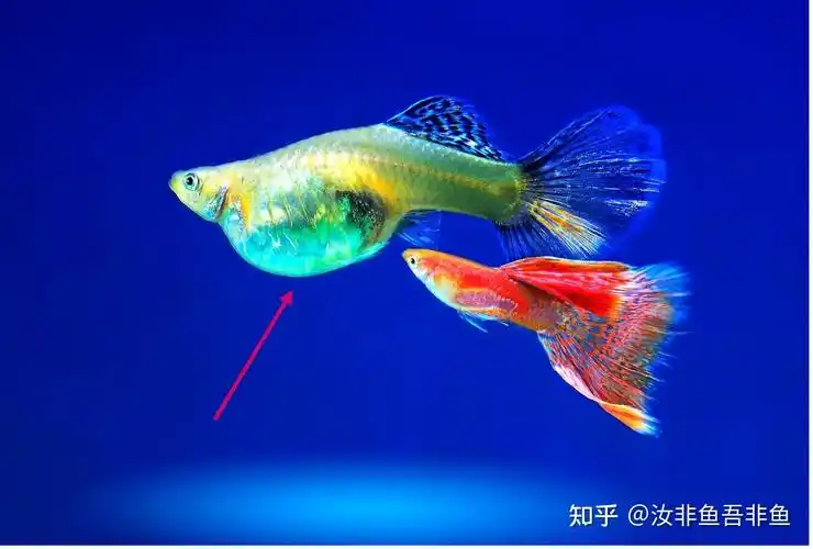 我家的孔雀鱼这样是怀孕了吗? - 知乎