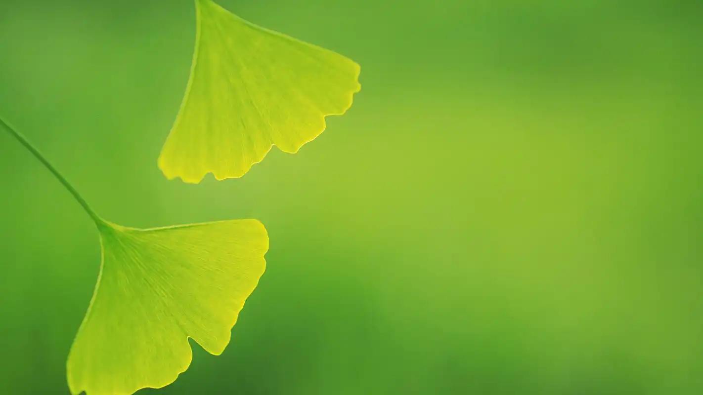 风景壁纸,绿色,护眼,高清,树叶,摄影,壁纸,壁纸,1920x1080