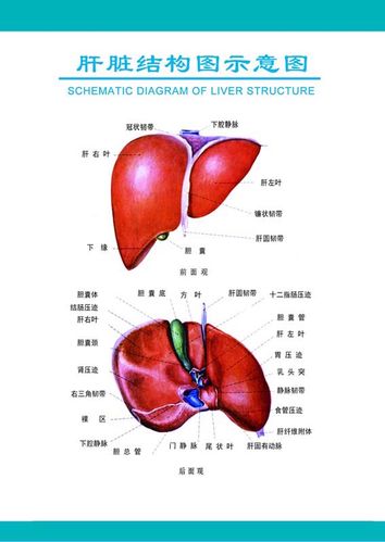 m769医院挂图人体五大器官肝脏结构图示意图1649海报定制印制展板