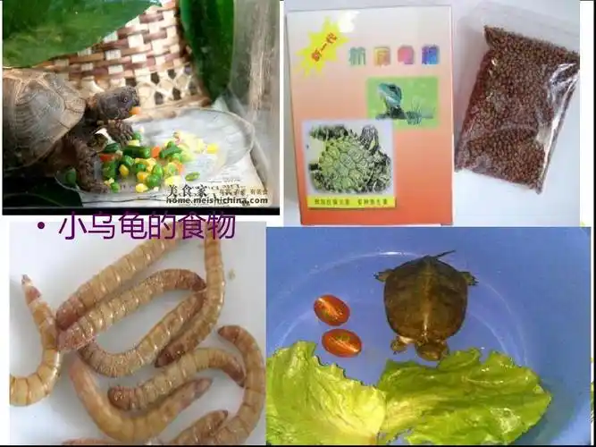 写美篇乌龟喜欢生活在什么地方? 小乌龟是怎么来的?