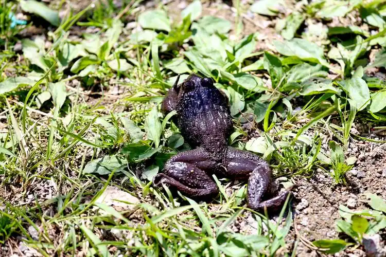 有一种珍稀美食叫兴山石蛙贡品记入新唐书药性载入本草