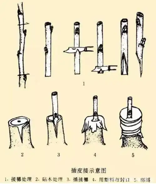 二月中旬到三月中旬嫁接猕猴桃苗方法有哪几种,你用过哪几种