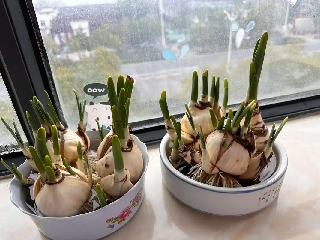 植物生长过程 水仙开花啦! - 抖音