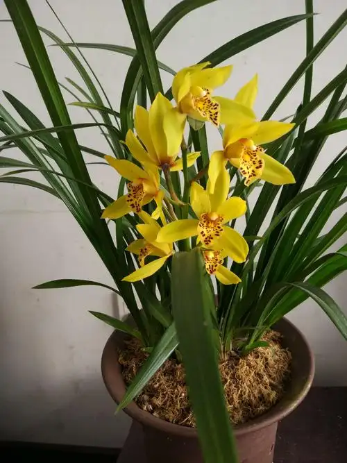 杂交惠兰金凤凰