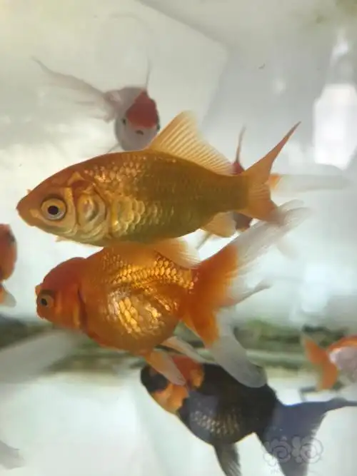 怀孕的金鱼什么时间隔离