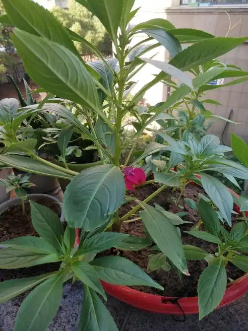 303班丁陈好凤仙花观察日记