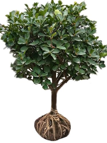 定制高档精品冬青树苗大树球庭院独杆大叶黄杨树苗四季常青植物风