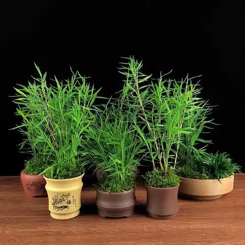 迷你型竹子品种——姬翠竹!