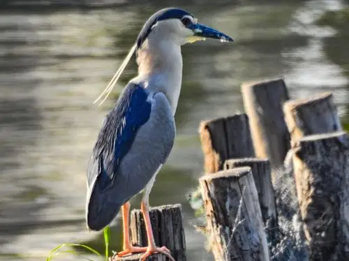 大明湖拍的水鸟,请教各位大神这鸟什么名字,谢谢!