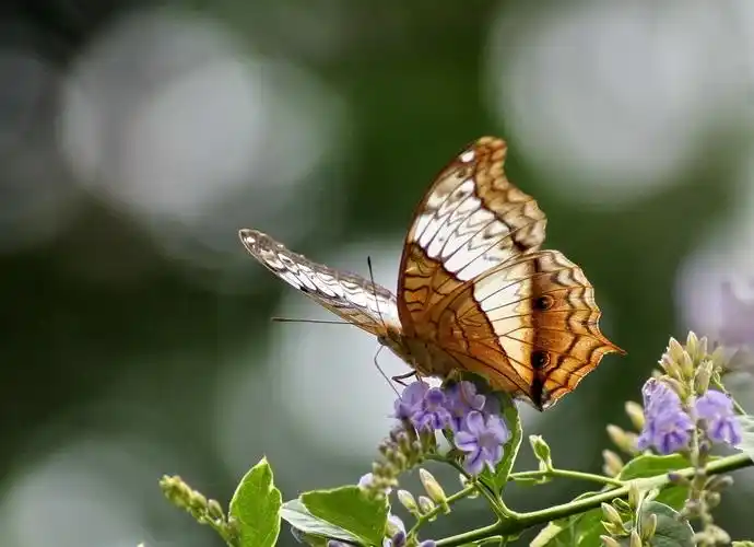漂亮花蝴蝶
