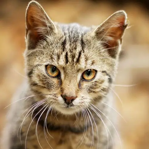 猫的眼神系列高清平板壁纸 第二辑-中关村在线平板论坛