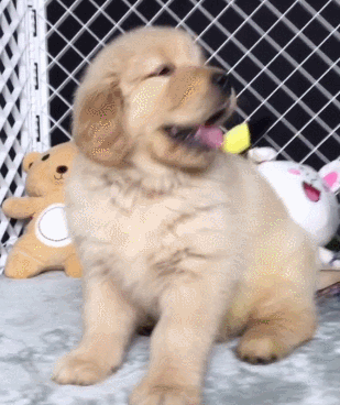 不知所措可爱找东西萌萌哒gif动图_动态图_表情包下载_soogif