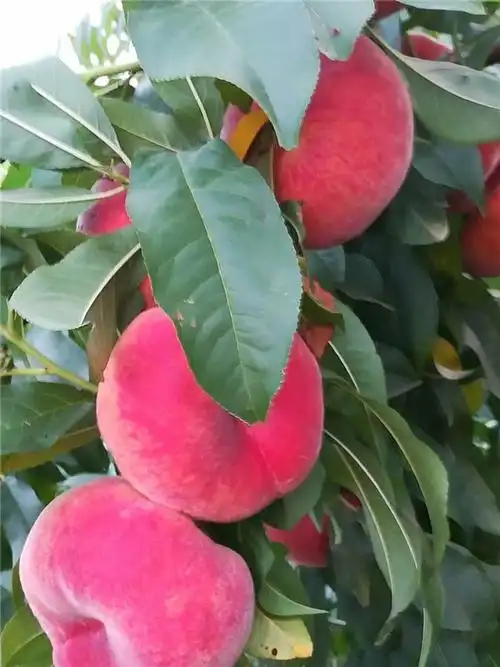 石家庄春蜜桃树苗批发价格