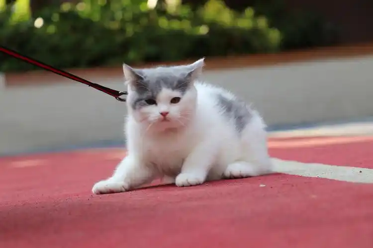 193-英短蓝白母红色脖圈 英短猫原创高清照片 蓝白英短