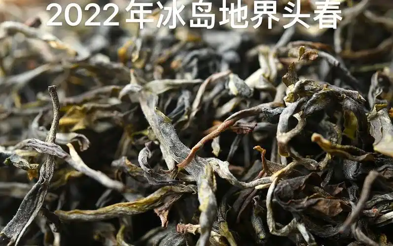 普洱生茶散茶勐库_春茶预售2022年冰岛地界普洱茶生茶临沧勐库古树散