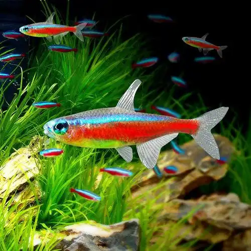 红绿灯宝莲灯钻石灯鱼热带鱼观赏鱼蓝色小型灯科淡水鱼