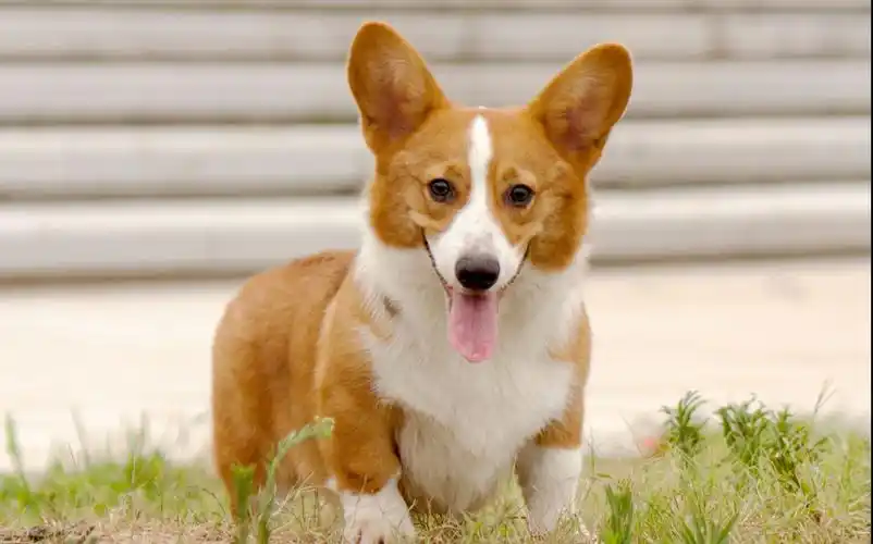 【柯基犬】短腿小王子,柯基宝宝的夏天.