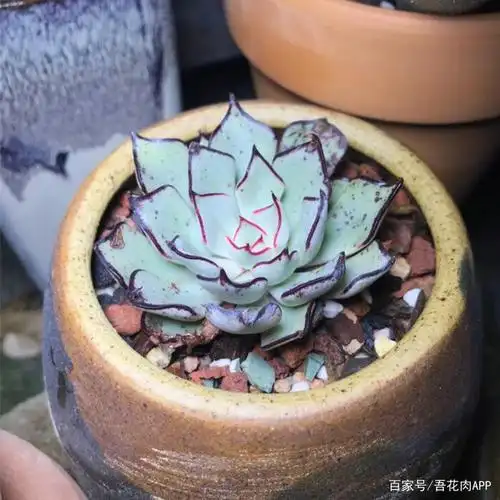 剑司诺娃,多肉界高冷女巫般的存在,红边霸气,一眼就能认