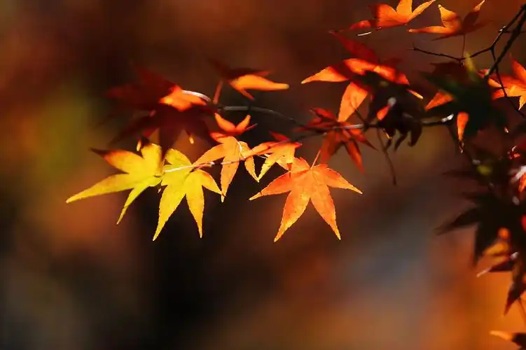 你若来,就在枫叶红了的时候