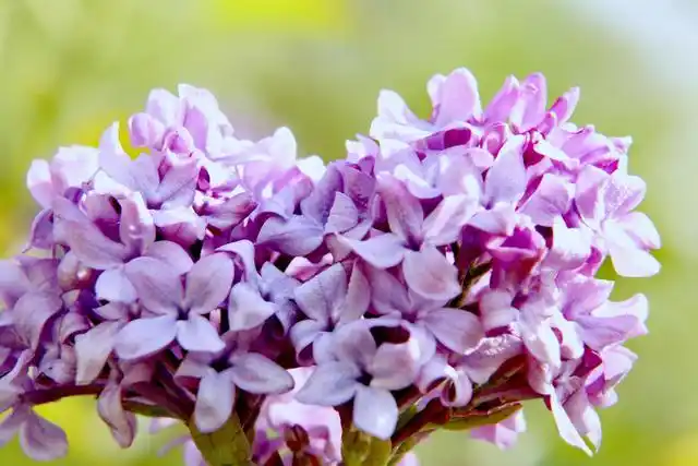 呼和浩特市花——丁香花