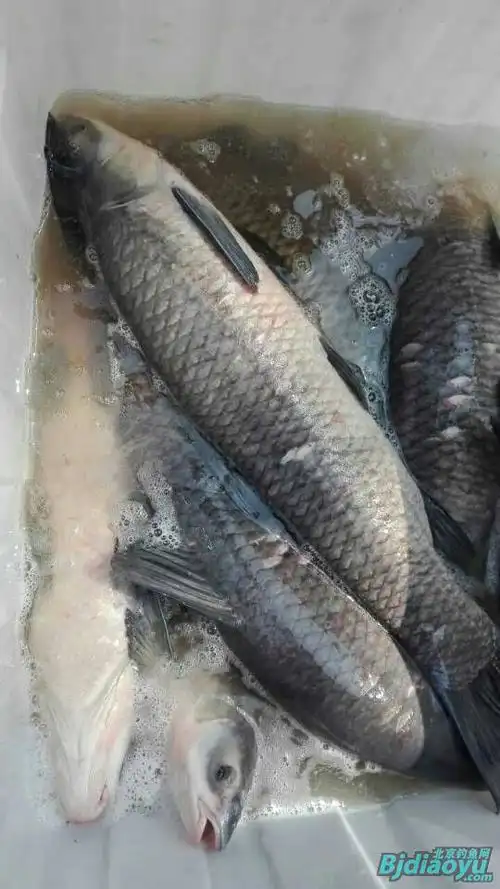 怀柔大地红番薯500斤大草鱼已入水