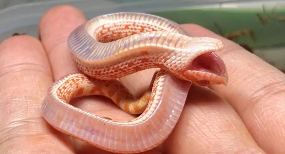 这种呆萌可爱的猪鼻蛇有改变你对蛇类的看法吗
