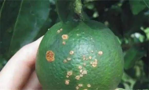 脐橙脐黄病发病原因脐橙脐黄病的防治要点