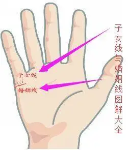 子女线图解