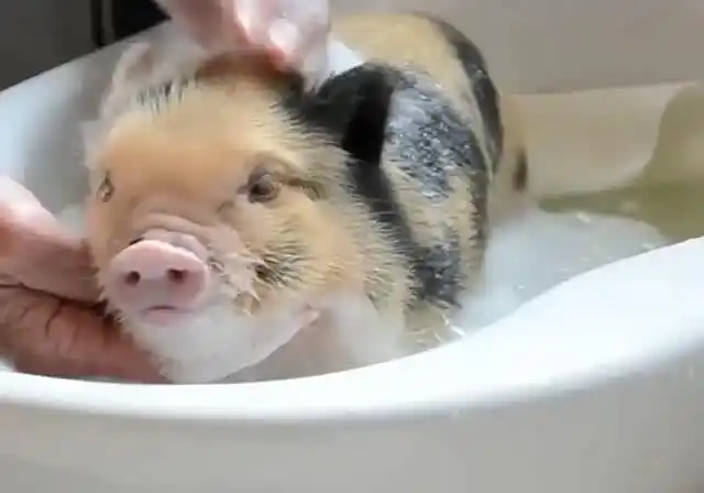 主人给宠物猪洗澡,真是乖巧又可爱,好想把它抱回家养着,萌萌哒