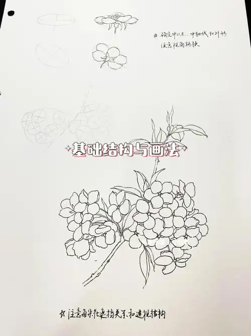 花卉基础篇花朵11梨花附结构画法