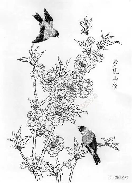 春天来了,欣赏一组白描花鸟画稿!