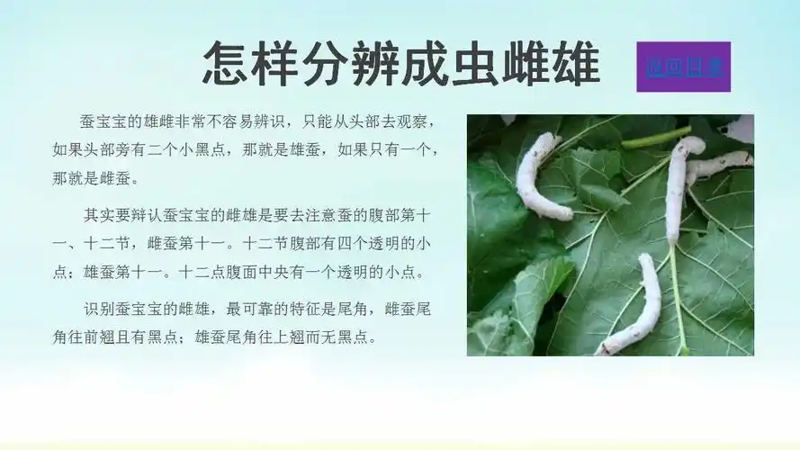 今天是5月4日我给蚕宝宝进行了分批,三龄阶段与四龄阶段,以及怎样辩认