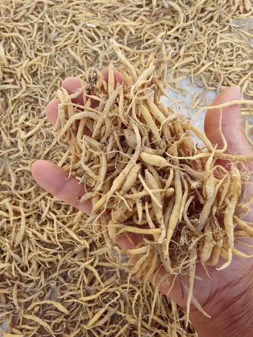 太子参(太子参和麦冬的区别)