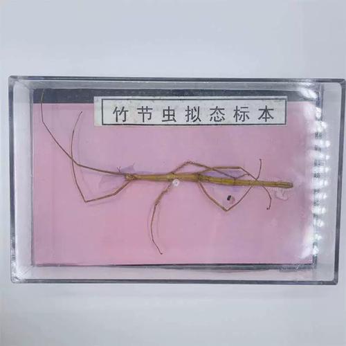 j43103竹节虫拟态标本初高中生物教学用科教仪器实验器材