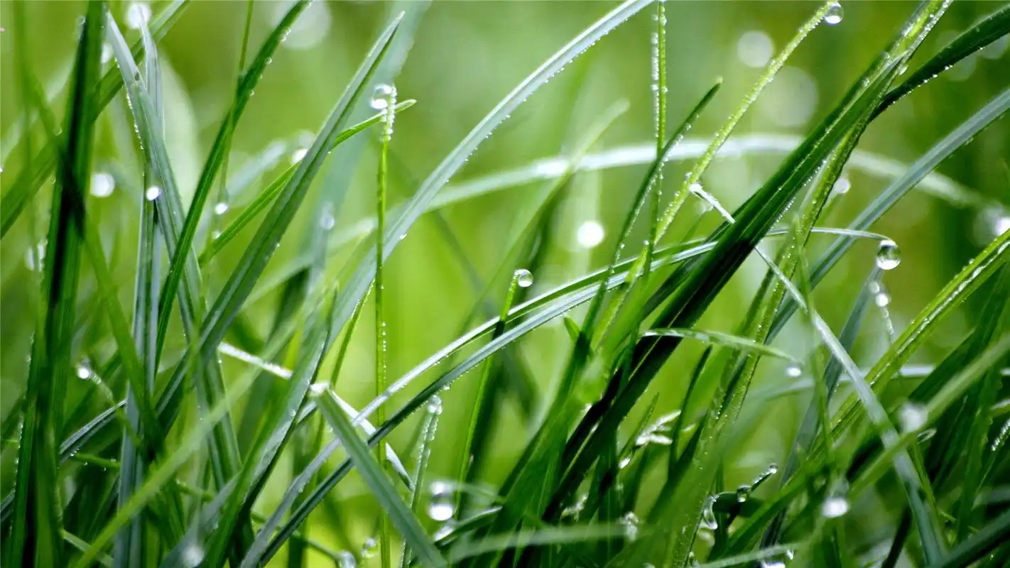 晶莹草上露珠唯美高清桌面壁纸