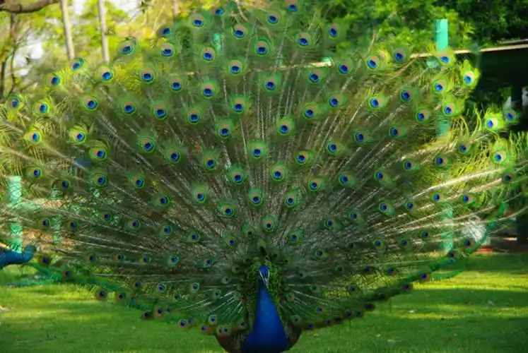 孔雀开屏,孔雀开屏图片