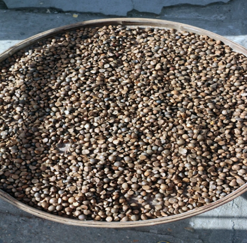 产地**榨油优质山茶籽