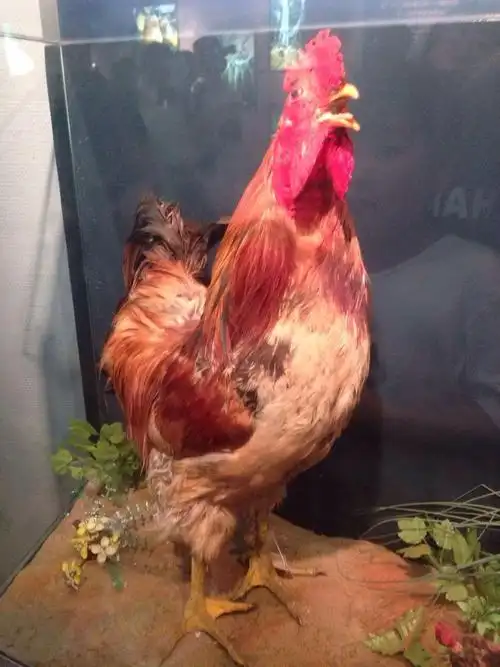 栩栩如生的什么(栩栩如生的什么风筝)