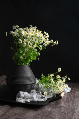 雏菊唯美插花静物照
