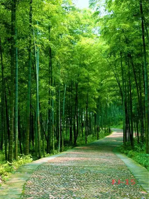 间主播装饰快手抖音背景墙外景山水风景3d背景布黑色宽15高2米写真布