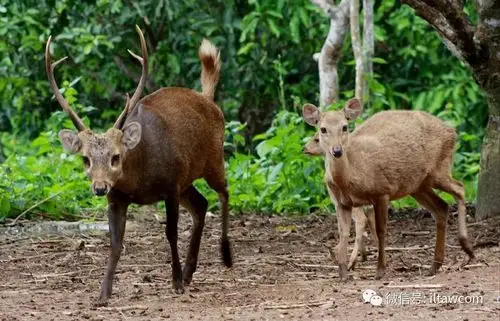 物种图册-巴岛花鹿