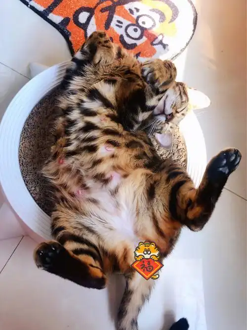 孟加拉豹猫怀孕大肚照