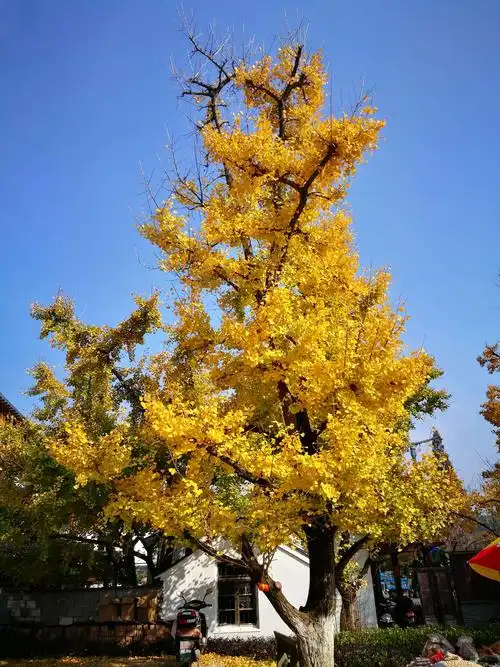 湖州慧心谷及长兴十里银杏长廊景色