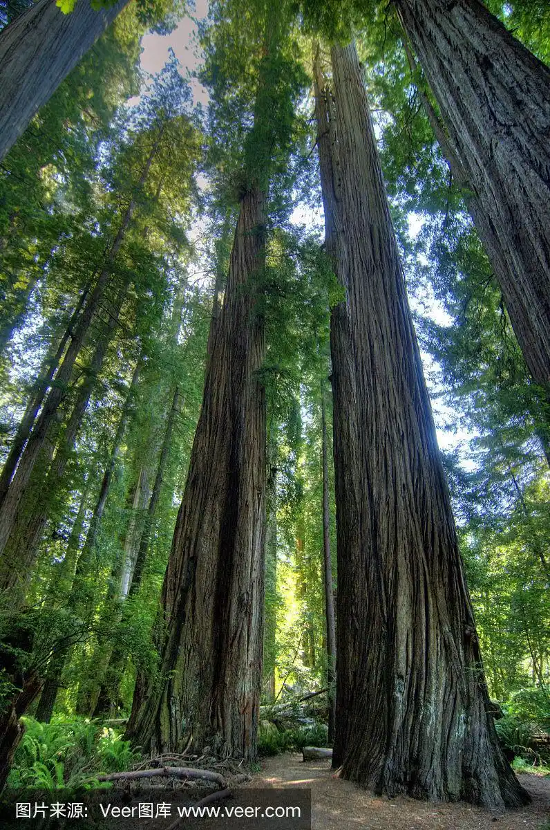 海岸地形,红杉,白昼,垂直画幅,图像