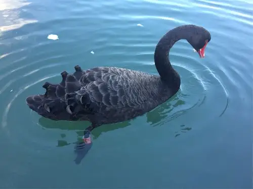 布里斯班的生活(4)黑天鹅swan
