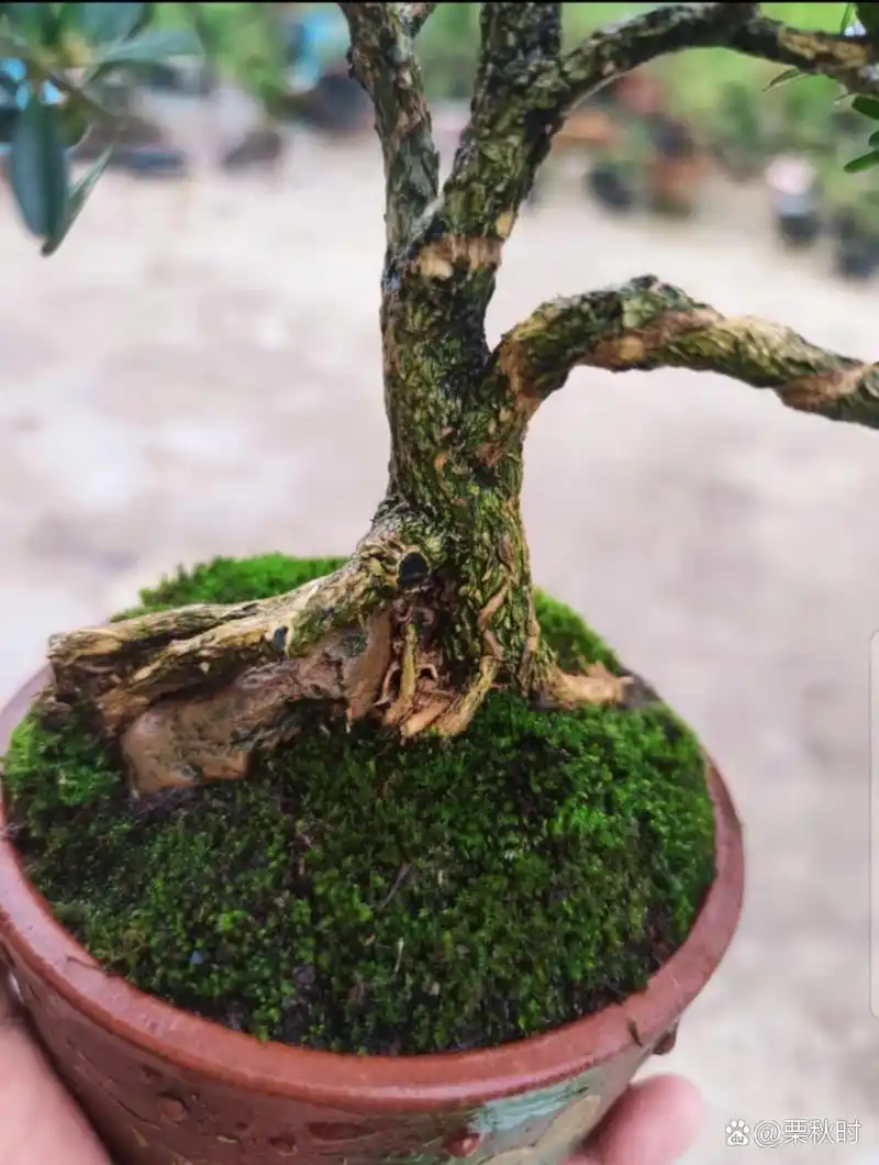 米叶黄杨 贵州米叶黄杨盆景,婑霸大树型米叶黄杨盆景老桩,年功货老桩