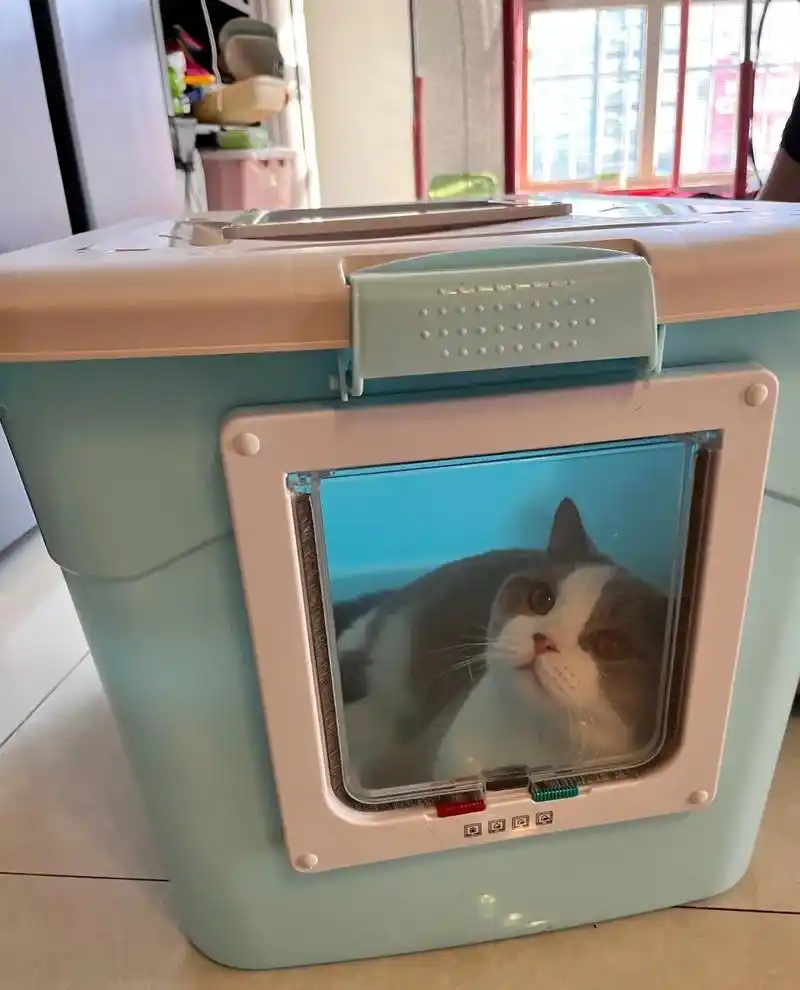 大家都想看的自制猫砂盆来了.#猫砂盆改造 #猫咪的日常 自制 - 抖音