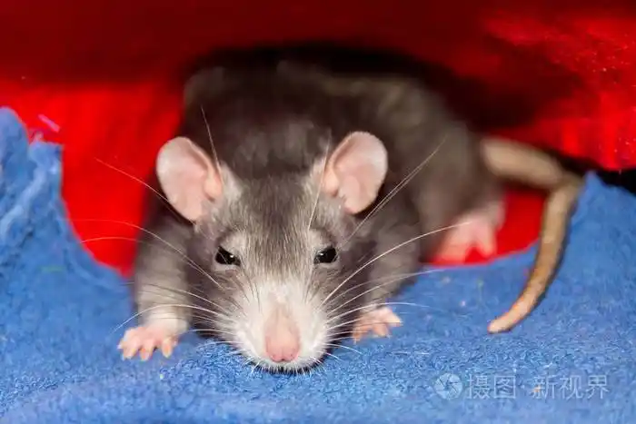 可爱的灰色老鼠小的大耳朵长胡子藏在地毯下坐着睡眼