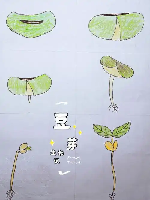 绿豆芽成长记